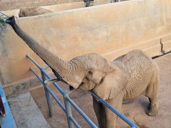 -西霞口神雕山野生动物世界