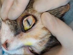 -北京观赏动物医院·24小时大型综合·猫专科·异宠专科