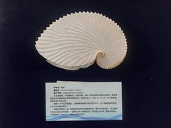 -上海海洋大学鱼文化博物馆(军工路校区)