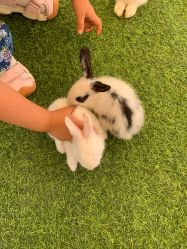 -萌宠亲子动物乐园(槐房万达店)