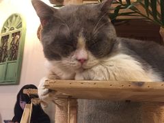 -共舞时光猫咖·狗咖(新街口店)