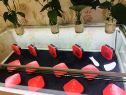 -诗媛嘉美健康管理中心(金桥店)