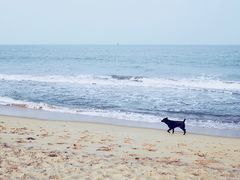 -尼甘布海滩