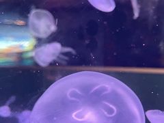 -苏州海洋馆
