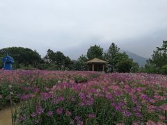 -广州市流溪河国家森林公园