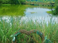 -桤木河湿地公园