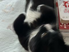 -美联众合动物医院·24h京西诊疗中心