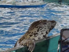 -芜湖新华联大白鲸海洋公园