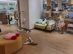 -1013 PET SHOP精品宠物商店(丁香店)