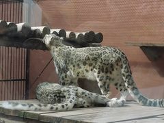 -青藏高原野生动物园