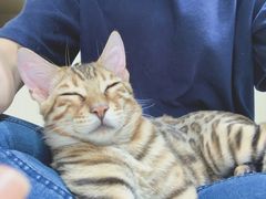 -猫亿天猫咖