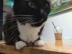-猫色咖啡·猫咖