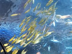 -太平洋海底世界