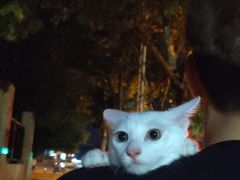 -爱佳宠物中心医院24H·CT·骨外科·猫专科(瑶海万达店)