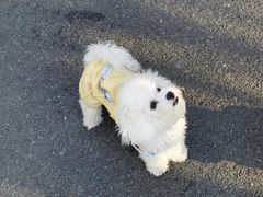 -佳雯宠物医院·皮肤科·内外科(春晓路分院)