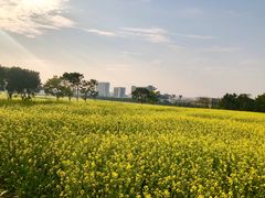 -光明小镇欢乐田园