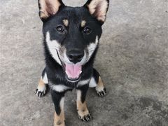 -柴犬高等学院·狗咖·柴犬售卖·宠物训练