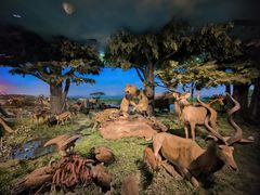 -国家自然博物馆