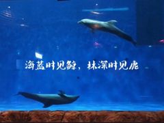 -华夏文旅海洋公园