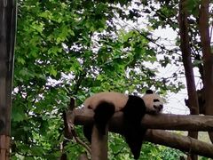 -都江堰中华大熊猫苑
