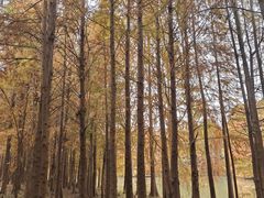 -上海海湾国家森林公园