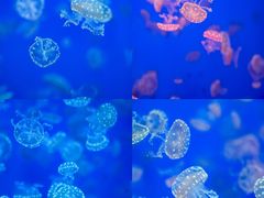 -江和美海洋公园