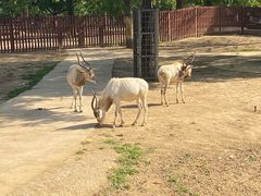 -石家庄市动物园