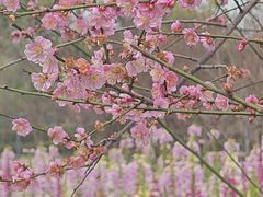 -厦门园林博览苑