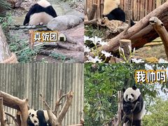 -成都大熊猫繁育研究基地