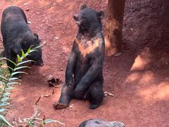 -海南热带野生动植物园