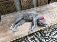 -喵屿·大理花园猫咖