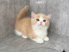 -小猫来了·猫舍(红山六九七九店)