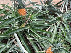 -南通洲际绿博园