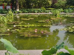 -莲花池公园