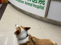 -爱侣宠医·鹦鹉专科·小型哺乳类·异宠专科(灵石路店)