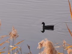 -野鸭湖国家湿地公园