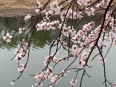 -桃花堤公园