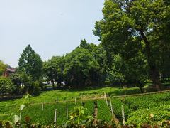 -野蔓果·山野菜(西湖景区·龙井茶田店)