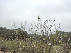 -南国桃园旅游度假区