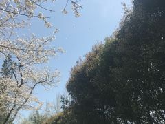 -武汉大学-樱园