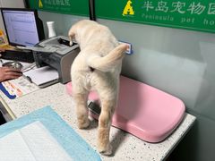 -半岛宠物医院24小时(科华中路店)