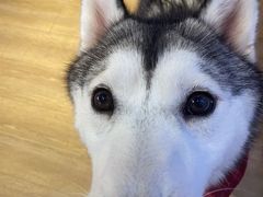 -Husky Go! 哈士奇体验馆·宠物咖啡厅狗咖