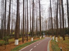 -黄海国家森林公园