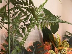 -东椰·海南椰子鸡火锅(朝阳门店)