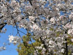 -新虹桥中心花园