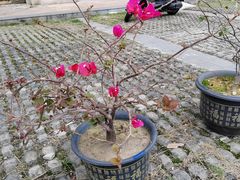 -古越季当当石磨粉(铁苑村店)