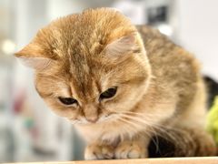 -有喵·猫咖·狗咖·30几只猫10只小狗(岗厦店)