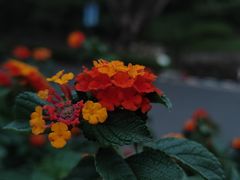 -重庆平顶山公园