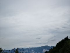 -舒小笼松针小笼包