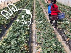 -小鱼草莓采摘园农家乐·小鱼餐厅